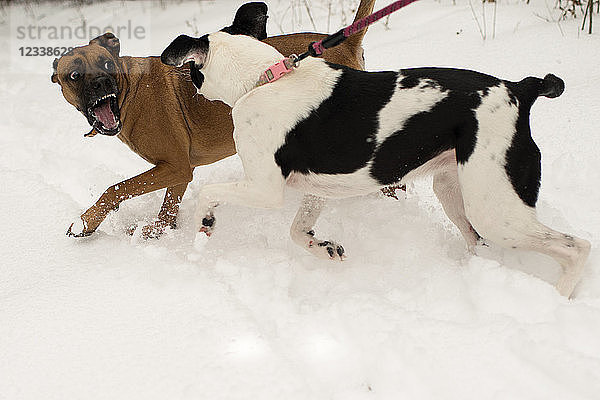 Hund knurrt Hund an der Leine im Schnee an