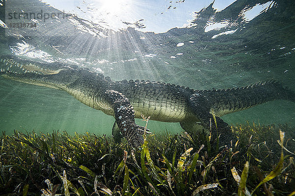 Amerikanisches Krokodil (Crocodylus acutus) in Untiefen  Chinchorro Banks  Xcalak  Quintana Roo  Mexiko