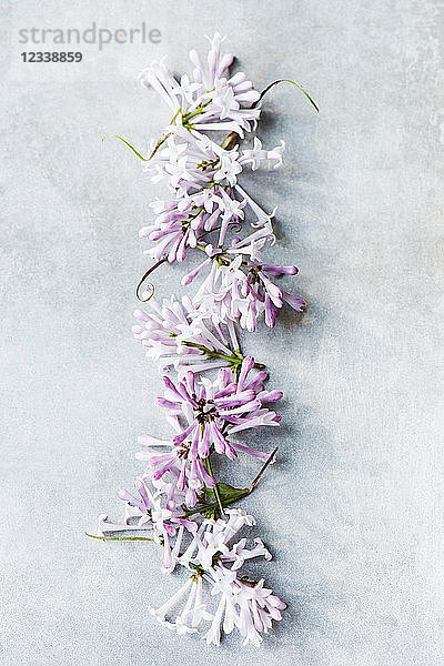 Fliederfarbene Blumen auf grauem Hintergrund  Draufsicht