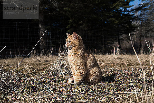 Porträt einer auf dem Feld sitzenden Katze  die wegschaut