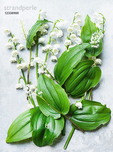 Maiglöckchen Schnittblumen und Blätter  Draufsicht