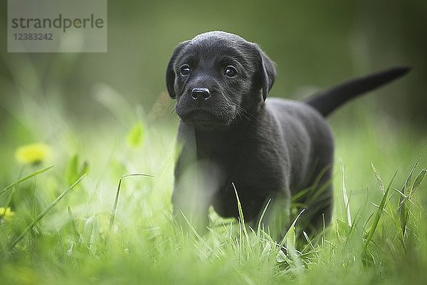 Kleiner schwarzer Labrador-Welpe läuft neugierig durch das Gras  Deutschland  Europa