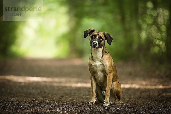 Mischlingshund sitzt auf einem Weg im Paderborner Wald  Deutschland  Europa