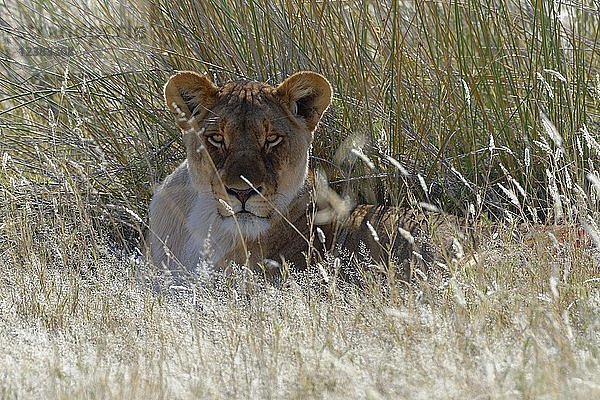 Löwin (Panthera leo) im hohen Gras liegend  Kopf nach oben  Etosha National Park  Namibia  Afrika