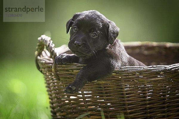 Kleiner schwarzer Labrador Welpe im Körbchen  Deutschland  Europa