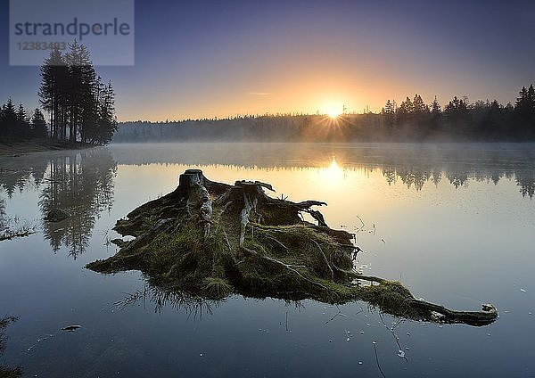 Sonnenaufgang mit Morgennebel am Oderteich  kleine Insel mit Baumstümpfen und Wurzeln  Nationalpark Harz  Niedersachsen  Deutschland  Europa