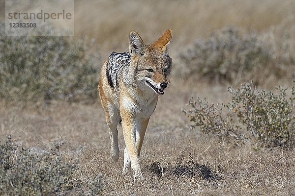 Schabrackenschakal (Canis mesomelas) im kurzen trockenen Gras  Etosha-Nationalpark  Namibia  Afrika