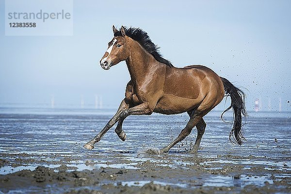 Braunes Pferd  Warmblut mit Blesse galoppiert im Watt am Strand  Wangerland  Niedersachsen  Deutschland  Europa