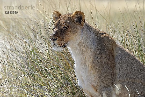 Löwin (Panthera leo) im hohen Gras sitzend  wachsam  Etosha National Park  Namibia  Afrika