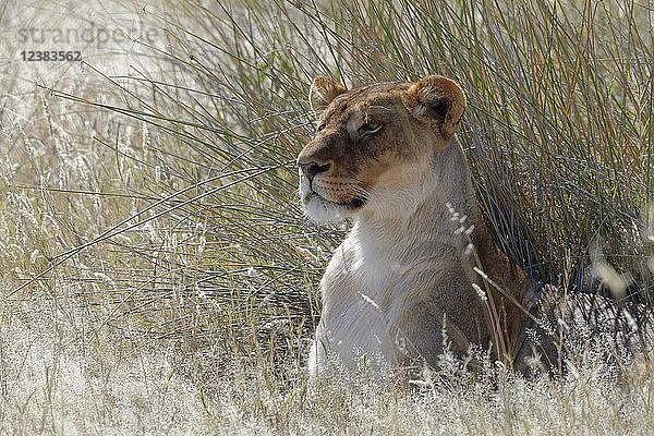 Löwin (Panthera leo) im hohen Gras liegend  Kopf nach oben  Etosha National Park  Namibia  Afrika