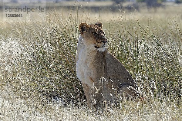 Löwin (Panthera leo) im hohen Gras sitzend  wachsam  Etosha National Park  Namibia  Afrika