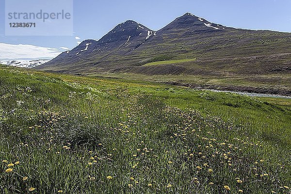 Blühende Wiese  Landschaft im Flusstal von Fnjöska bei Grenevik  Nordisland  Island  Europa