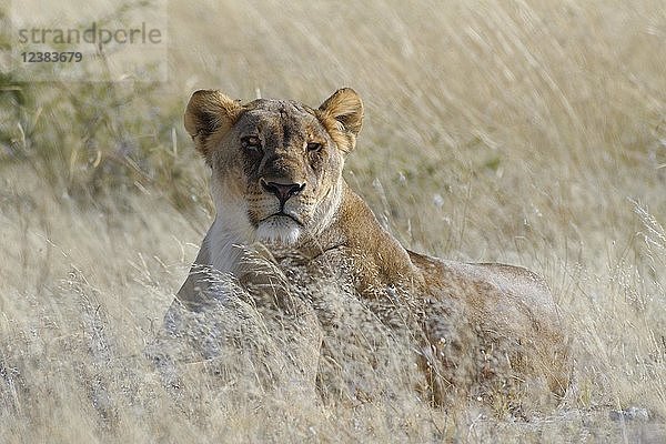 Löwin (Panthera leo) im hohen Gras liegend  wachsam  Etosha National Park  Namibia  Afrika