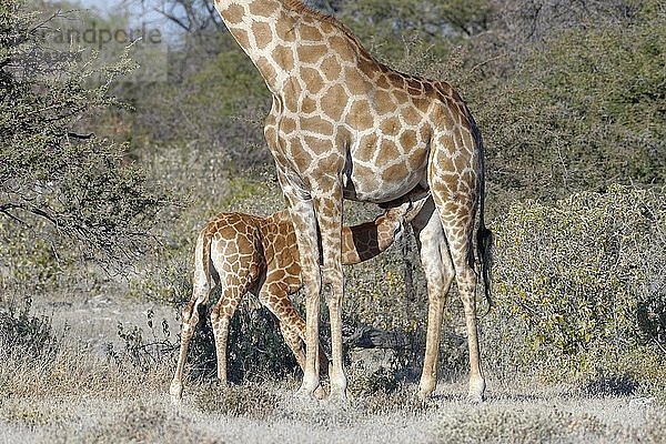 Angolanische Giraffen (Giraffa camelopardalis angolensis)  Mutter säugt ihr Baby  Etosha-Nationalpark  Namibia  Afrika