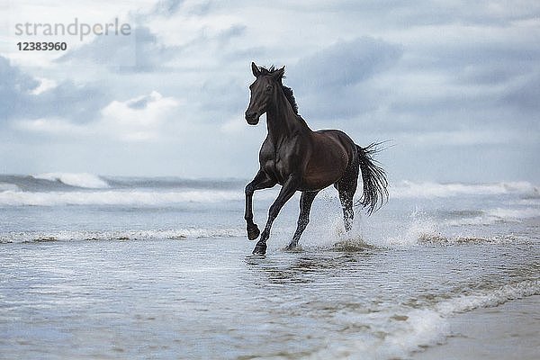 Schwarzes Pferd  dunkles Pferd  warmes Blut galoppiert durch Wasser am Strand  Wellen  Langeoog  Niedersachsen  Deutschland  Europa