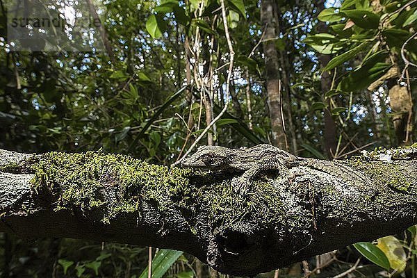 Moosblattschwanzgecko (Uroplatus sikorae)  Männchen auf bemoostem Baumstamm  Regenwald  Andasibe-Nationalpark  Madagaskar  Afrika