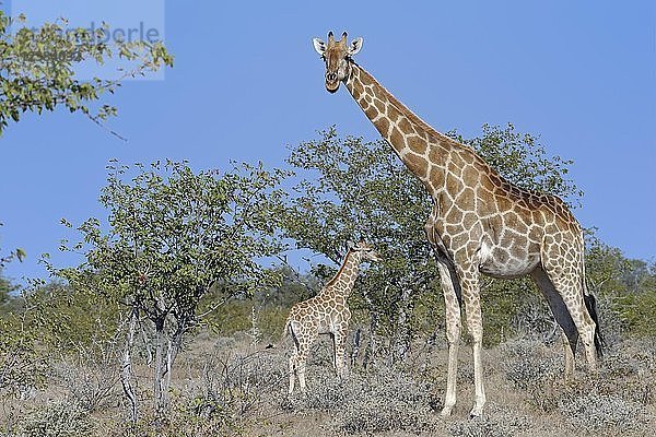 Angolanische Giraffen (Giraffa camelopardalis angolensis)  Mutter mit Tierbaby  Etosha National Park  Namibia  Afrika