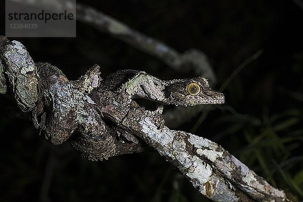 Moosblattschwanzgecko (Uroplatus sikorae)  Weibchen getarnt auf einem Ast  Annjozorobe Reservat  Madagaskar  Afrika