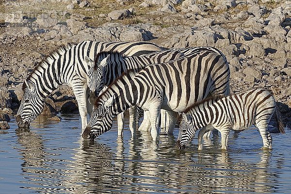 Herde von Burchell-Zebras (Equus quagga burchellii) im Wasser stehend  Erwachsene und Fohlen beim Trinken  Okaukuejo-Wasserloch  Etosha-Nationalpark  Namibia  Afrika