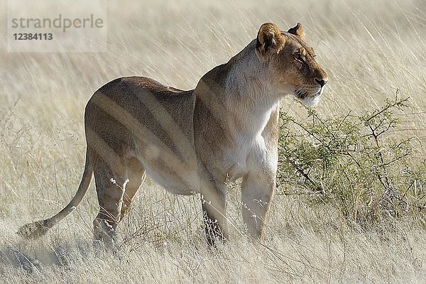 Löwin (Panthera leo) im trockenen Gras stehend  wachsam  Ausschau haltend  Etosha National Park  Namibia  Afrika