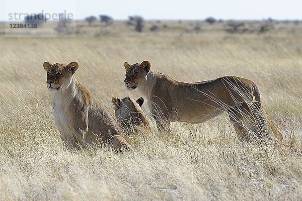 Löwinnen (Panthera leo) im trockenen Gras  umschauend  wachsam  Etosha-Nationalpark  Namibia  Afrika