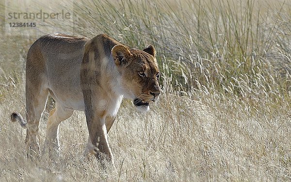 Löwin (Panthera leo)  die im hohen Gras spazieren geht  wachsam  Etosha National Park  Namibia  Afrika