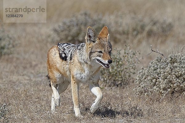 Schabrackenschakal (Canis mesomelas) im kurzen trockenen Gras  Etosha-Nationalpark  Namibia  Afrika