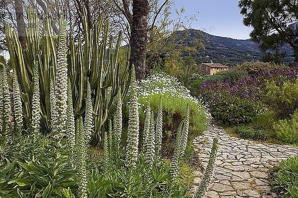 Turm der Juwelen (Echium simplex)  Botanischer Garten  Sóller  Serra de Tramuntana  Mallorca  Balearen  Spanien  Europa