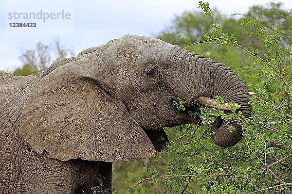 Afrikanischer Elefant (Loxodonta africana)  erwachsen  fressend  Tierportrait  Sabi Sand Game Reserve  Krüger National Park  Südafrika  Afrika