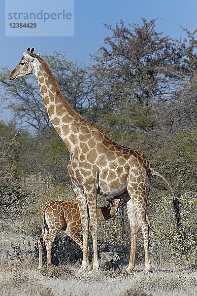 Angolanische Giraffen (Giraffa camelopardalis angolensis)  Mutter säugt ihr Baby  Etosha-Nationalpark  Namibia  Afrika