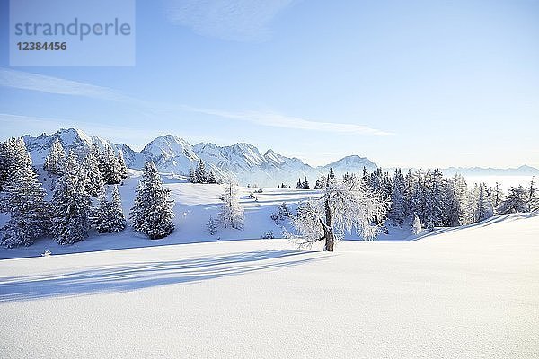 Winterlandschaft  Simmering Alm  Obsteig  Mieming  Tirol  Österreich  Europa