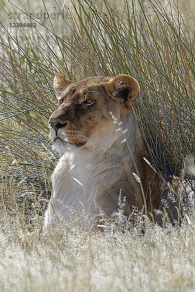 Löwin (Panthera leo) im hohen Gras liegend  Kopf nach oben  Etosha National Park  Namibia  Afrika