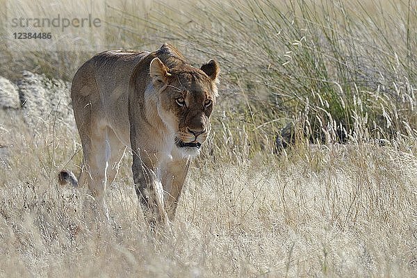 Löwin (Panthera leo)  die im hohen Gras spazieren geht  wachsam  Etosha National Park  Namibia  Afrika