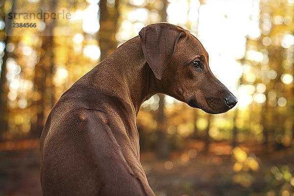 Rhodesian Ridgeback Hund mit rot-braunem Fell im Wald  warmes Licht  Deutschland  Europa
