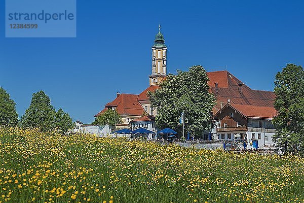 Kloster Reutberg  Frühlingswiese  Sachsenkam  Oberbayern  Bayern  Deutschland  Europa