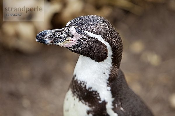 Humboldt-Pinguin (Spheniscus humboldti)  Tierportrait  in Gefangenschaft  Deutschland  Europa