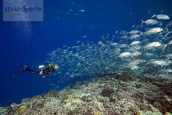 Taucherinnen schwimmen mit einem Schwarm Buchteln  Großaugen-Trevally oder Dusky Jack (Caranx sexfasciatus) in blauem Wasser über Korallenriff  Fuvahmulah Insel  Indischer Ozean  Malediven  Asien
