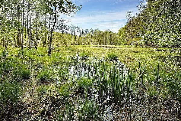 Sumpfiger Moorsee im Frühling  Nationalpark Jasmund  Insel Rügen  Mecklenburg-Vorpommern  Deutschland  Europa