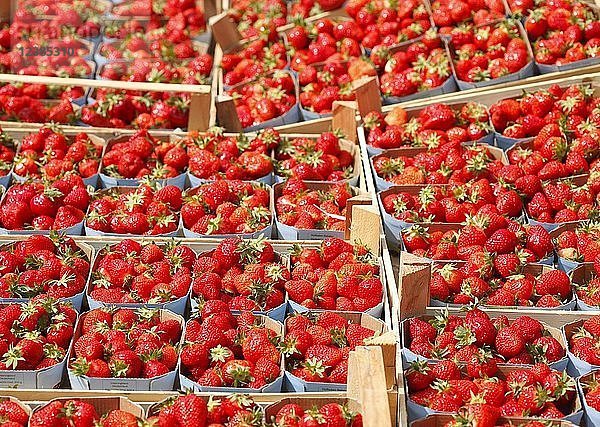 Frische Erdbeeren (Fragaria) in Holzkisten an einem Marktstand  Bremen  Deutschland  Europa