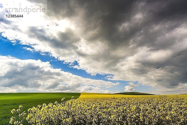 Wetter  Rapsfeld mit dunklen Wolken  Departement Puy de Dome  Auvergne Rhone Alpes  Frankreich  Europa