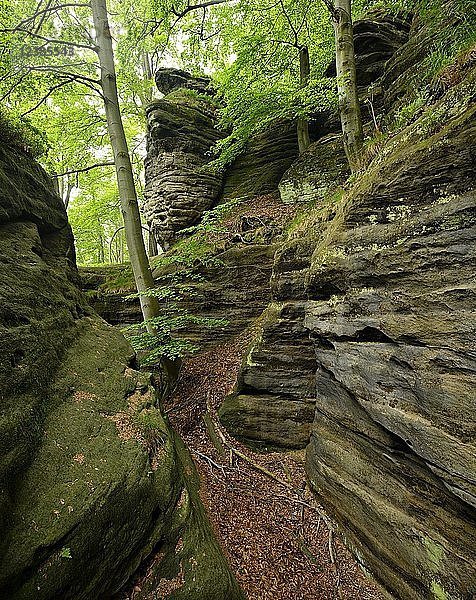 Große Sandsteinfelsen im Buchenwald  Elbsandsteingebirge  Nationalpark Sächsische Schweiz  bei Bad Schandau  Sachsen  Deutschland  Europa