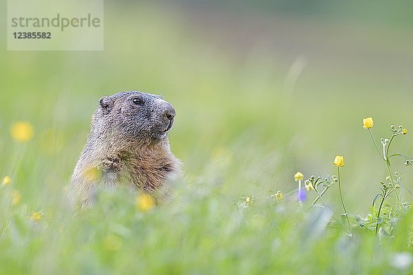 Alpenmurmeltier (Marmota marmota)  aufrecht in blühender Wiese  Tierportrait  Tirol  Österreich  Europa