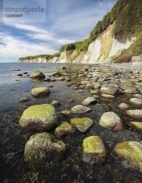 Steine mit Algen am Ostseestrand vor den Kreidefelsen der Steilküste  Nationalpark Jasmund  Insel Rügen  Mecklenburg-Vorpommern  Deutschland  Europa