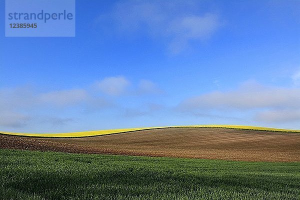 Landwirtschaftliche Hügellandschaft  Limagne-Ebene  Departement Puy de Dome  Auvergne-Rhône-Alpes  Frankreich  Europa