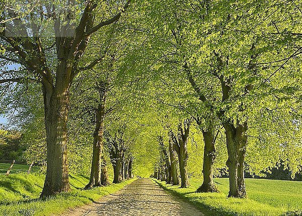 Lindenallee im Frühling  frisches Grün  altes Kopfsteinpflaster  bei Lohme  Insel Rügen  Mecklenburg-Vorpommern  Deutschland  Europa