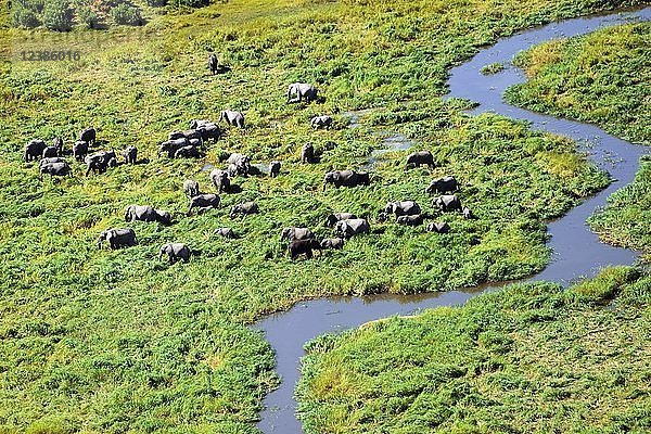 Luftaufnahme  Elefantenherde im Okavango-Delta  Botswana  Afrika