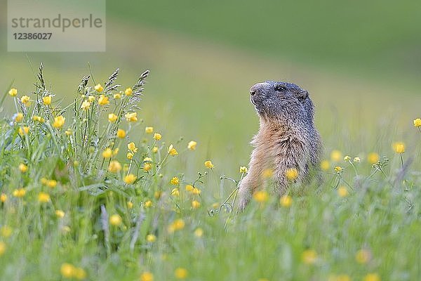 Alpenmurmeltier (Marmota marmota)  aufrecht in blühender Wiese  Tirol  Österreich  Europa