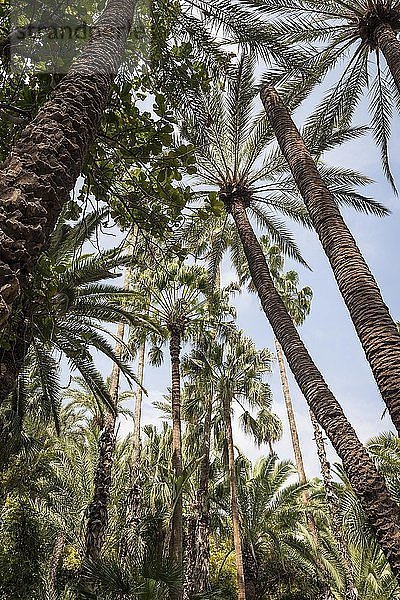 Tropische Vegetation mit Palmen  botanischer Garten Jardin Majorelle  ehemalige Besitzer Yves Saint-Laurent und Pierre Bergé  Marrakesch  Marokko  Afrika