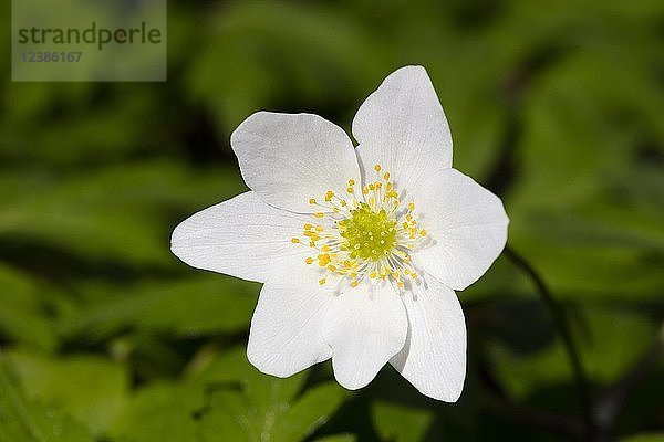 Buschwindröschen (Anemone nemorosa)  weiße Blüte  Deutschland  Europa