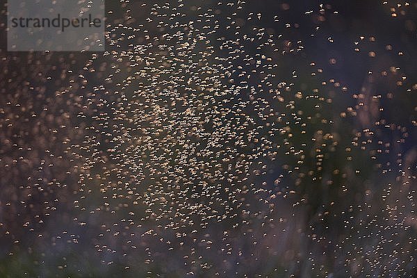 Tanzende Stechmücken im Gegenlicht an einem Fluss in Sachsen-Anhalt  Deutschland  Europa